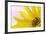 Washington. Detail of Sunflower Blossom-Jaynes Gallery-Framed Photographic Print