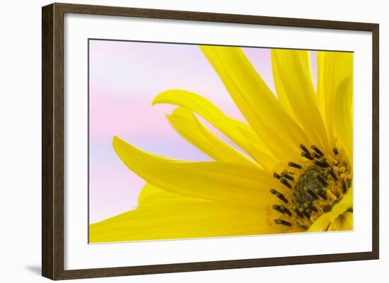 Washington. Detail of Sunflower Blossom-Jaynes Gallery-Framed Photographic Print