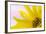 Washington. Detail of Sunflower Blossom-Jaynes Gallery-Framed Photographic Print