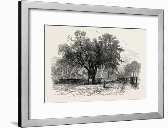 Washington Elm, Cambridge, Massachusetts, USA, 1870s-null-Framed Giclee Print