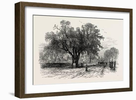 Washington Elm, Cambridge, Massachusetts, USA, 1870s-null-Framed Giclee Print