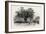 Washington Elm, Cambridge, Massachusetts, USA, 1870s-null-Framed Giclee Print