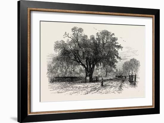 Washington Elm, Cambridge, Massachusetts, USA, 1870s-null-Framed Giclee Print