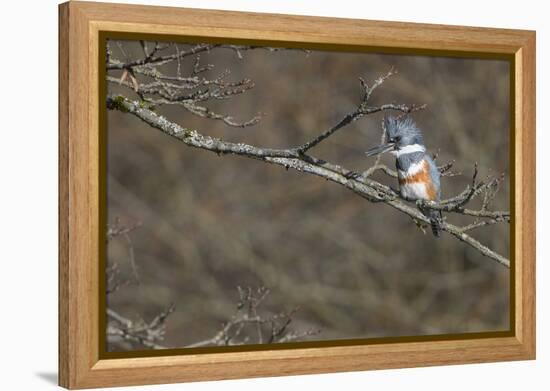 Washington, Female Belted Kingfisher on a Perch-Gary Luhm-Framed Premier Image Canvas