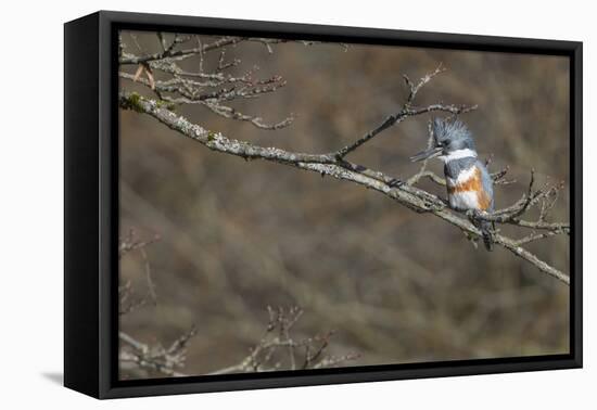 Washington, Female Belted Kingfisher on a Perch-Gary Luhm-Framed Premier Image Canvas