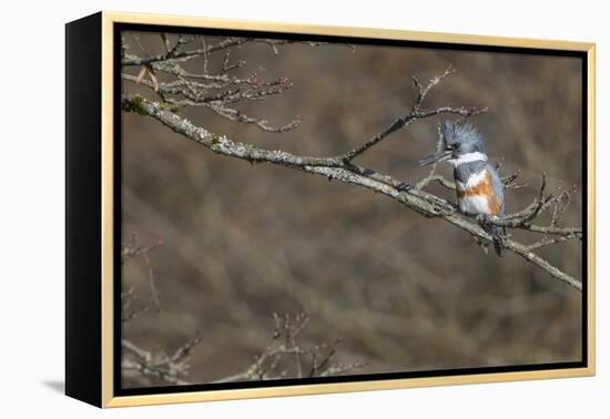 Washington, Female Belted Kingfisher on a Perch-Gary Luhm-Framed Premier Image Canvas