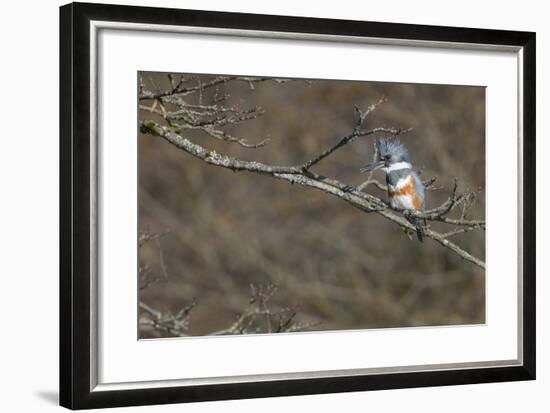 Washington, Female Belted Kingfisher on a Perch-Gary Luhm-Framed Photographic Print