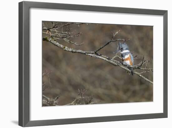 Washington, Female Belted Kingfisher on a Perch-Gary Luhm-Framed Photographic Print