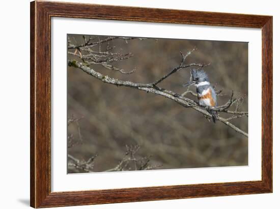 Washington, Female Belted Kingfisher on a Perch-Gary Luhm-Framed Photographic Print