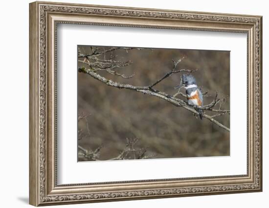 Washington, Female Belted Kingfisher on a Perch-Gary Luhm-Framed Photographic Print