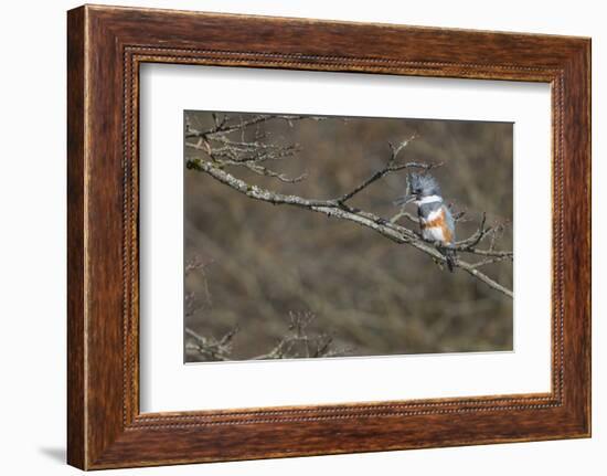 Washington, Female Belted Kingfisher on a Perch-Gary Luhm-Framed Photographic Print