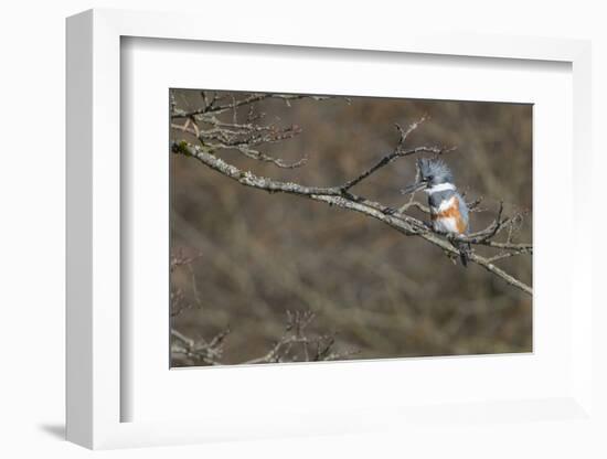 Washington, Female Belted Kingfisher on a Perch-Gary Luhm-Framed Photographic Print