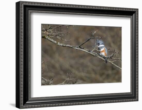 Washington, Female Belted Kingfisher on a Perch-Gary Luhm-Framed Photographic Print