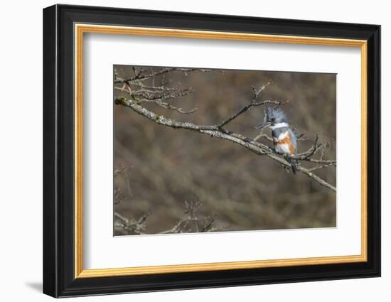 Washington, Female Belted Kingfisher on a Perch-Gary Luhm-Framed Photographic Print