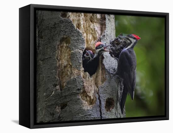 Washington, Female Pileated Woodpecker Aside Nest in Snag with Two Begging Chicks-Gary Luhm-Framed Premier Image Canvas