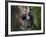 Washington, Female Pileated Woodpecker Aside Nest in Snag with Two Begging Chicks-Gary Luhm-Framed Photographic Print