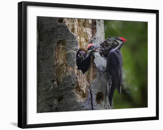 Washington, Female Pileated Woodpecker Aside Nest in Snag with Two Begging Chicks-Gary Luhm-Framed Photographic Print