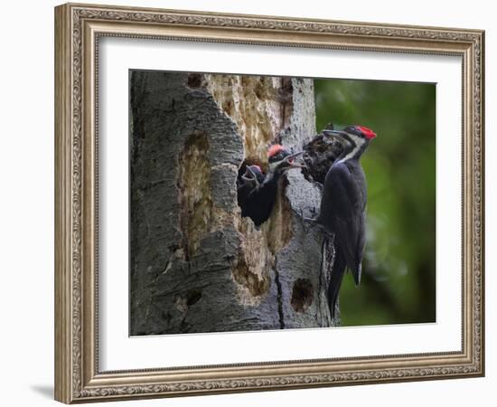 Washington, Female Pileated Woodpecker Aside Nest in Snag with Two Begging Chicks-Gary Luhm-Framed Photographic Print