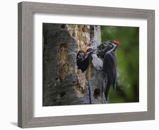 Washington, Female Pileated Woodpecker Aside Nest in Snag with Two Begging Chicks-Gary Luhm-Framed Photographic Print