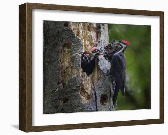 Washington, Female Pileated Woodpecker Aside Nest in Snag with Two Begging Chicks-Gary Luhm-Framed Photographic Print