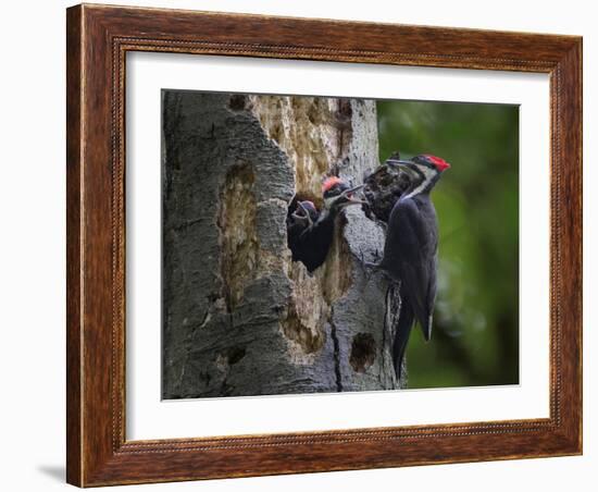 Washington, Female Pileated Woodpecker Aside Nest in Snag with Two Begging Chicks-Gary Luhm-Framed Photographic Print