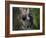 Washington, Female Pileated Woodpecker Aside Nest in Snag with Two Begging Chicks-Gary Luhm-Framed Photographic Print