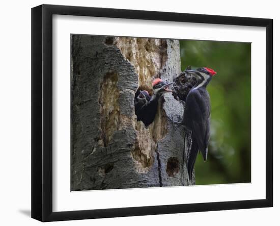 Washington, Female Pileated Woodpecker Aside Nest in Snag with Two Begging Chicks-Gary Luhm-Framed Photographic Print
