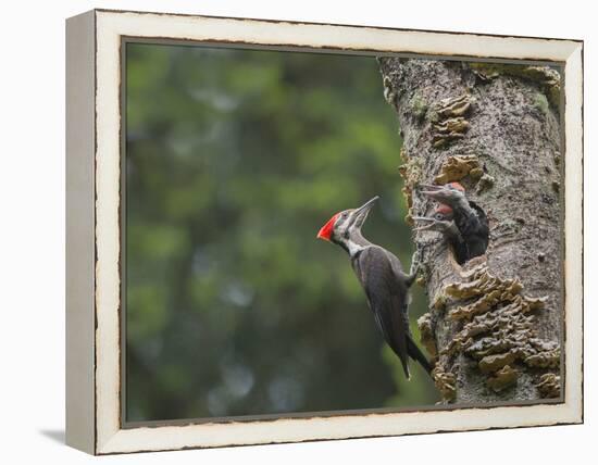 Washington, Female Pileated Woodpecker at Nest in Snag, with Begging Chicks-Gary Luhm-Framed Premier Image Canvas