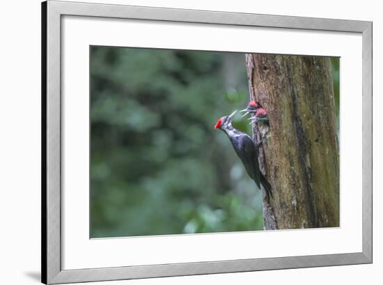 Washington, Female Pileated Woodpecker at Nest in Snag, with Begging Chicks-Gary Luhm-Framed Photographic Print