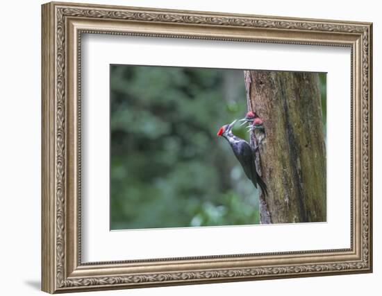 Washington, Female Pileated Woodpecker at Nest in Snag, with Begging Chicks-Gary Luhm-Framed Photographic Print