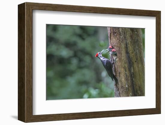 Washington, Female Pileated Woodpecker at Nest in Snag, with Begging Chicks-Gary Luhm-Framed Photographic Print