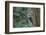 Washington, Female Pileated Woodpecker at Nest in Snag, with Begging Chicks-Gary Luhm-Framed Photographic Print