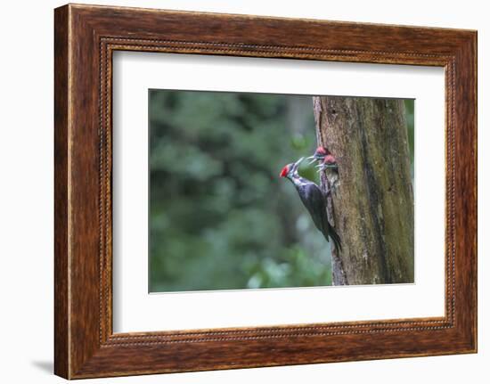 Washington, Female Pileated Woodpecker at Nest in Snag, with Begging Chicks-Gary Luhm-Framed Photographic Print