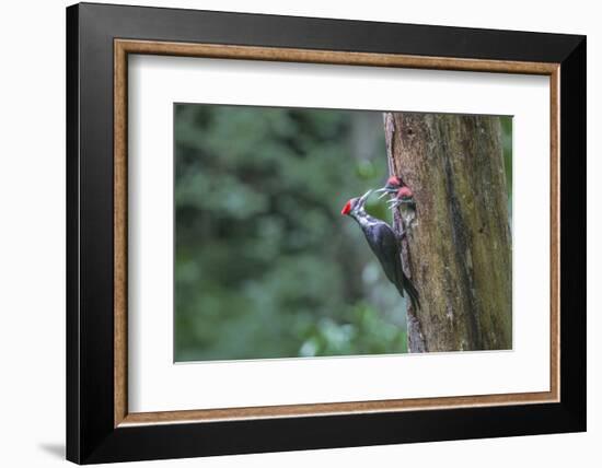 Washington, Female Pileated Woodpecker at Nest in Snag, with Begging Chicks-Gary Luhm-Framed Photographic Print