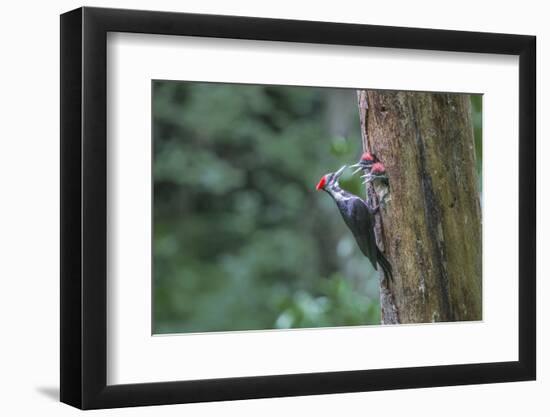 Washington, Female Pileated Woodpecker at Nest in Snag, with Begging Chicks-Gary Luhm-Framed Photographic Print