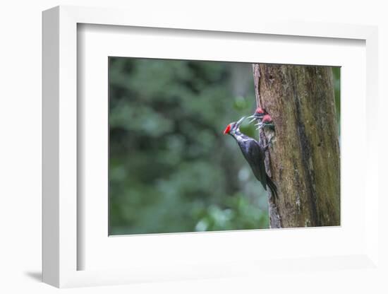 Washington, Female Pileated Woodpecker at Nest in Snag, with Begging Chicks-Gary Luhm-Framed Photographic Print