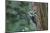 Washington, Female Pileated Woodpecker at Nest in Snag, with Begging Chicks-Gary Luhm-Mounted Photographic Print