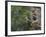 Washington, Female Pileated Woodpecker at Nest in Snag, with Begging Chicks-Gary Luhm-Framed Photographic Print