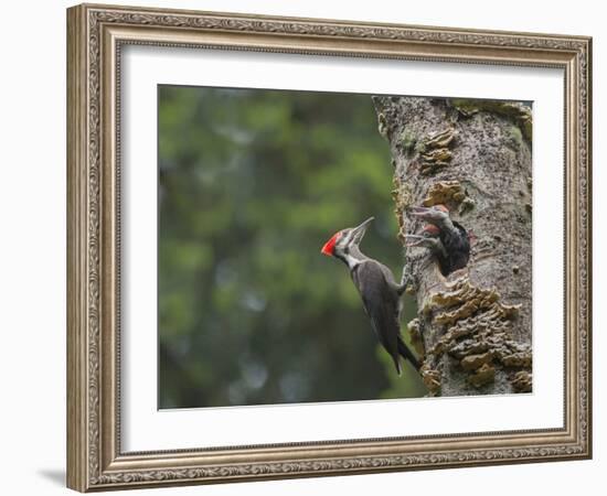 Washington, Female Pileated Woodpecker at Nest in Snag, with Begging Chicks-Gary Luhm-Framed Photographic Print