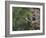 Washington, Female Pileated Woodpecker at Nest in Snag, with Begging Chicks-Gary Luhm-Framed Photographic Print