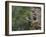 Washington, Female Pileated Woodpecker at Nest in Snag, with Begging Chicks-Gary Luhm-Framed Photographic Print