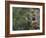 Washington, Female Pileated Woodpecker at Nest in Snag, with Begging Chicks-Gary Luhm-Framed Photographic Print