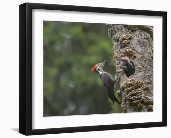 Washington, Female Pileated Woodpecker at Nest in Snag, with Begging Chicks-Gary Luhm-Framed Photographic Print