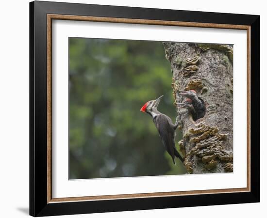 Washington, Female Pileated Woodpecker at Nest in Snag, with Begging Chicks-Gary Luhm-Framed Photographic Print