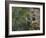 Washington, Female Pileated Woodpecker at Nest in Snag, with Begging Chicks-Gary Luhm-Framed Photographic Print