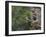 Washington, Female Pileated Woodpecker at Nest in Snag, with Begging Chicks-Gary Luhm-Framed Photographic Print