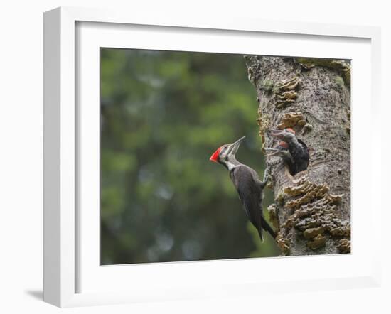 Washington, Female Pileated Woodpecker at Nest in Snag, with Begging Chicks-Gary Luhm-Framed Photographic Print