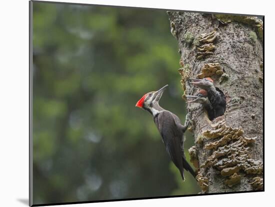 Washington, Female Pileated Woodpecker at Nest in Snag, with Begging Chicks-Gary Luhm-Mounted Photographic Print