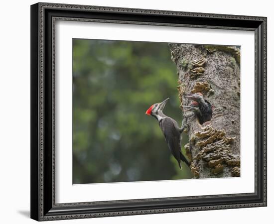 Washington, Female Pileated Woodpecker at Nest in Snag, with Begging Chicks-Gary Luhm-Framed Photographic Print