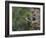 Washington, Female Pileated Woodpecker at Nest in Snag, with Begging Chicks-Gary Luhm-Framed Photographic Print